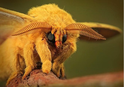 cool,animals,cute,insects,photos,entomo-7d3e35a0190cb988883cd1582a3febdf_h.jpg